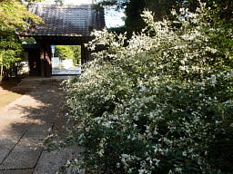 萩