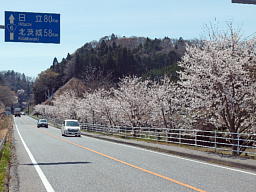 桜