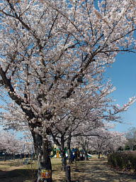 桜