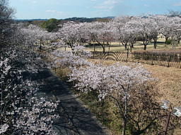橋