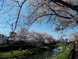 桜