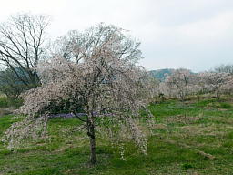 しだれ桜