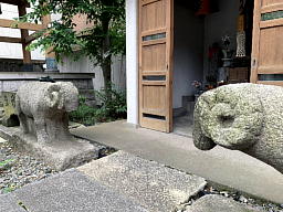 羊
