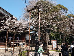 みんなが写真を撮っていく話題の桜です 桜