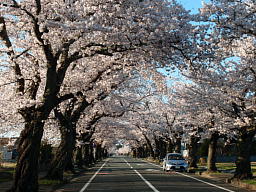 桜