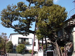 傩